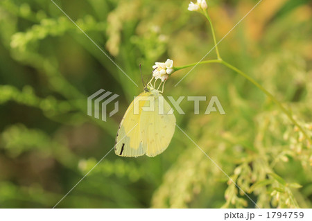 キタキチョウ 1794759