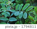 ナナカマド 1794811
