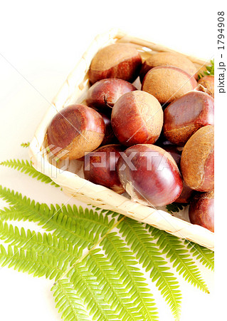 栗の実 栗の実 1794908