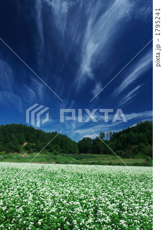 そば畑と秋雲 そば畑と秋雲 1795241