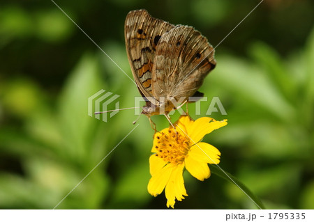 吸蜜するアオタテハモドキ 1795335