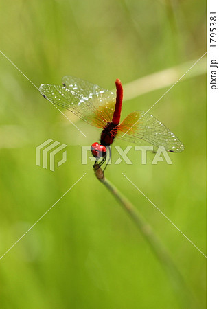 ハッチョウトンボのオス ハッチョウトンボのオス 1795381