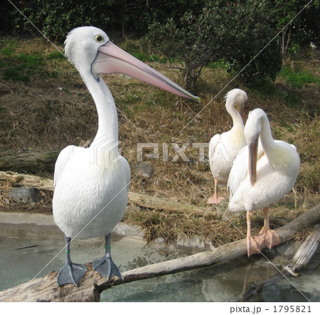 ペリカン ペリカン 1795821