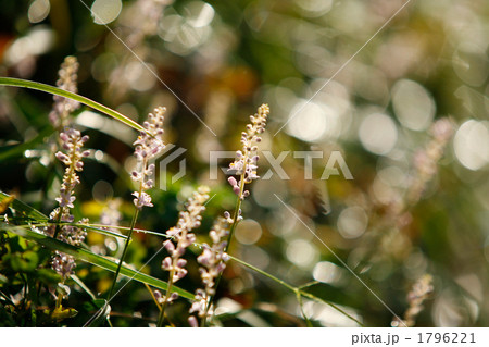 蔓ぼの水滴ときらきら 1796221
