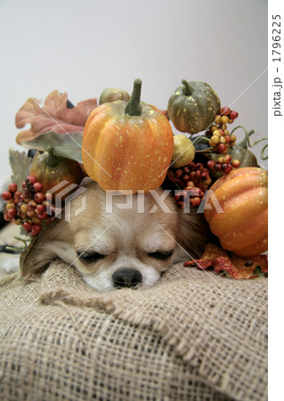 ハロウィンチワワ ハロウィンチワワ 1796225