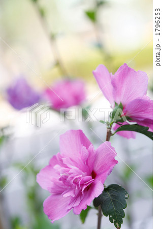 八重のムクゲ 八重のムクゲ 1796253