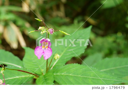 ツリフネソウ ツリフネソウ 1796479