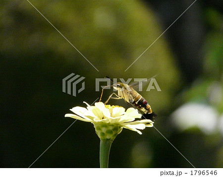 スカシバと百日草 1796546