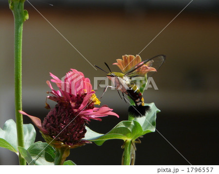 スカシバと百日草 1796557