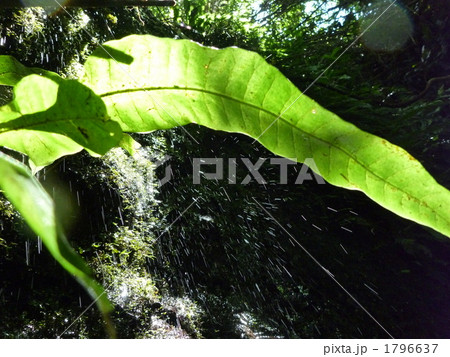 クリハラン クリハラン 1796637