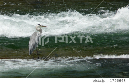 アオサギの漁 アオサギの漁 1796643