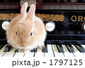 うさぎとオルガン１ 1797125