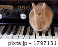うさぎとオルガン２ 1797131