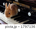 うさぎとオルガン１ 1797136