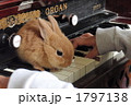 うさぎとオルガン３ 1797138