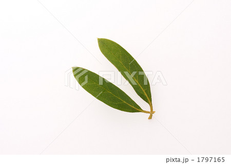 ツツジの葉 ツツジの葉 1797165