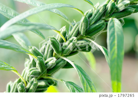 胡麻の種 1797265