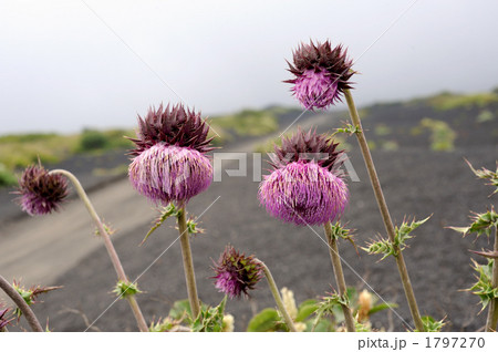 フジアザミ フジアザミ 1797270