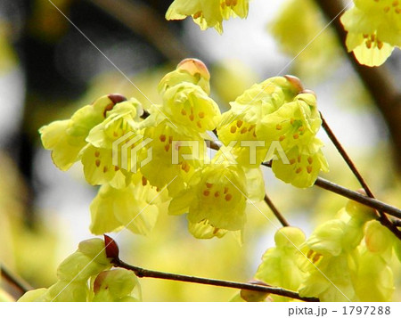 03月 ヒュウガミズキ・マンサク科04 03月 ヒュウガミズキ・マンサク科04 1797288