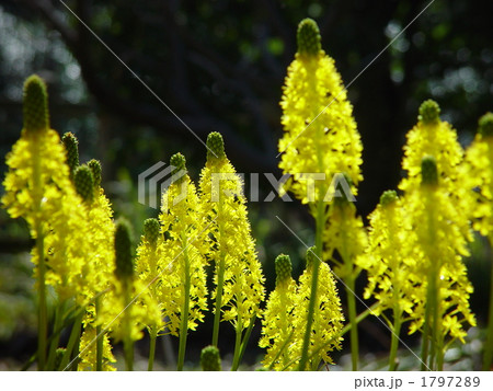 03月 ブルビネラ・ユリ科09 03月 ブルビネラ・ユリ科09 1797289