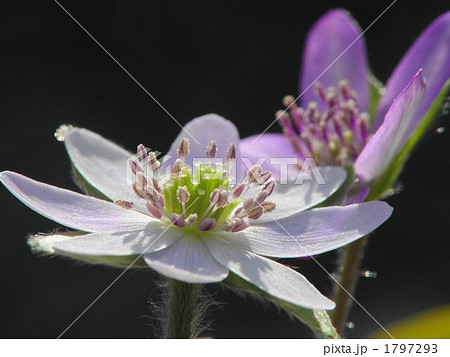 03月　ユキワリソウ・キンポウゲ科20 1797293