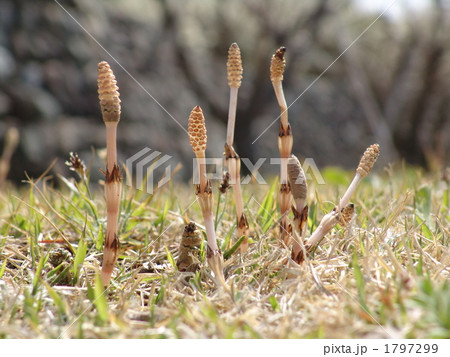 04月　ツクシ・トクサ科08 1797299