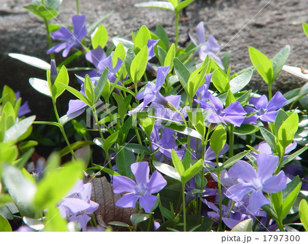 04月　ツルニチニチソウ・キョウチクトウ科04 1797300