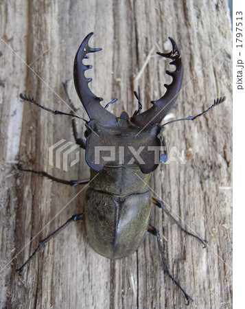 ミヤマクワガタ ミヤマクワガタ 1797513