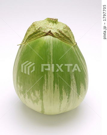 白茄子 1797705