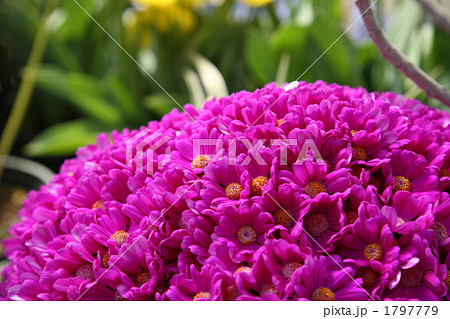 サイネリア 1797779