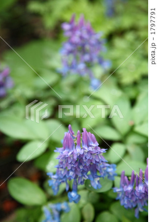 エゾエンゴサク 1797791