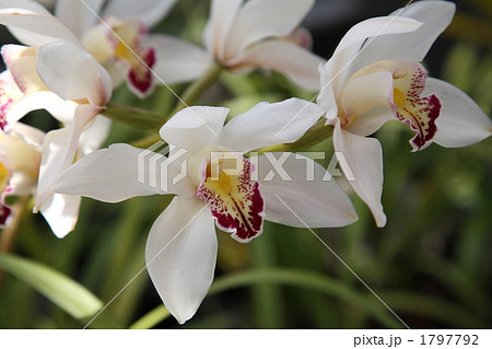 シンビジウム 1797792