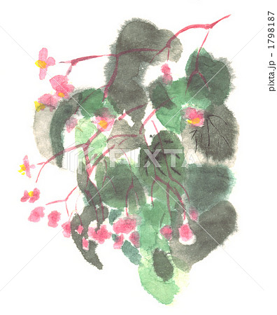 墨絵の秋海棠 1798187