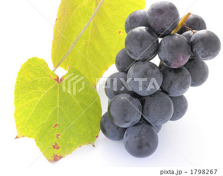 ブドウ 巨峰 ブドウ 巨峰 1798267