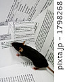 マウス 1798268