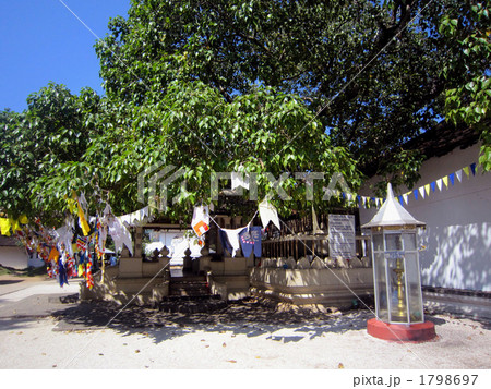 菩提樹 菩提樹 1798697