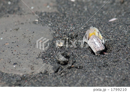 ハクセンシオマネキ ハクセンシオマネキ 1799210