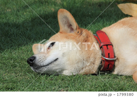 柴犬のリンちゃん 1799380