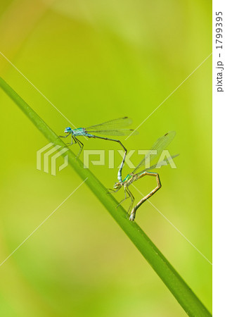 ホソミイトトンボ 1799395