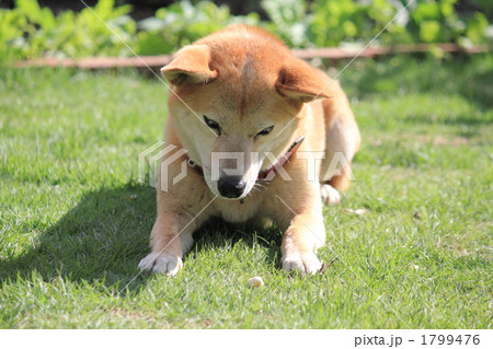 じー・・・。 じー・・・。 1799476