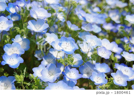 青のネモフィラ 1800461