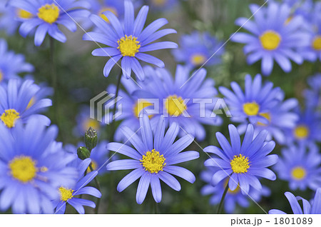 ブルーデイジーの花の写真素材