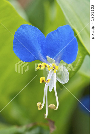 ツユクサの花 1801102