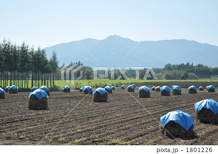 大豆の乾燥 大豆の乾燥 1801226