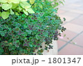 1801347