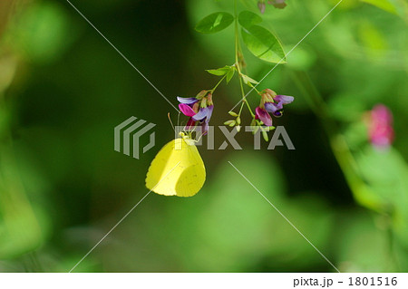 萩と黄蝶 1801516