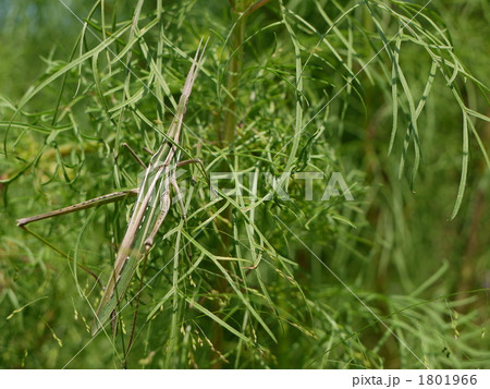 ショウリョウバッタ 1801966