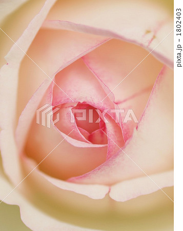 バラ　ピエールドゥロンサール 1802403