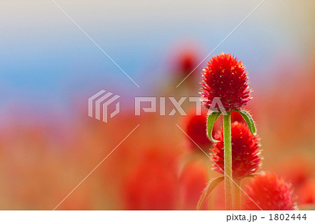 センニチコウ 1802444