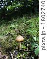にょっきりキノコ 1802740